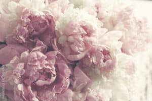 Peonies